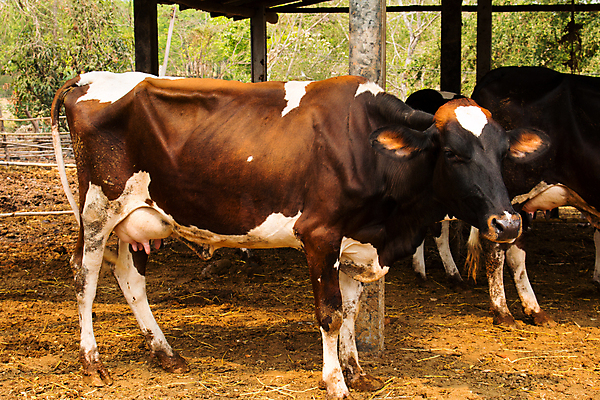 포토 JPG 해외이미지 동물 백그라운드 밭 농업 자연 하늘 뿔 육류 사람없음 초록색 여름 농장 농경지 검은색 가축 소고기 우유 흰색 시골 점 소 군중 먹이 방목 황소 젖 송아지 외양간 기르기 밭일 찰과상 해외202004 해외포토 계절 산업 새끼 컬러 식재료 포유류 유제품 사람 축산업 상처 생태계 돌봄 파일형식 이미지허브