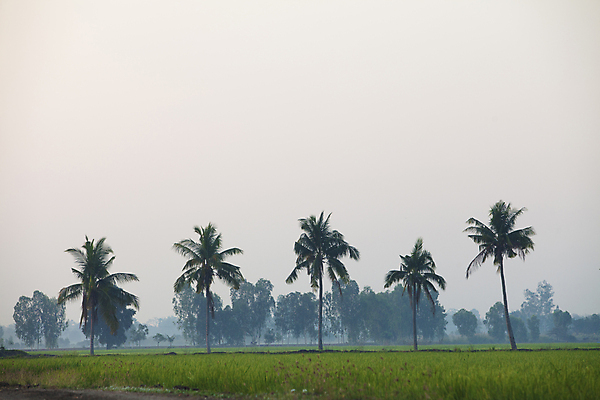 포토 JPG 해외이미지 구름 아시아 백그라운드 농업 태국 자연 밥 아침 파노라마 풍경 사람없음 초록색 여름 파란색 농장 농경지 일출 시골 코코넛 논밭 해외202004 해외포토 주간 자연요소 계절 나라 산업 음식 컬러 밭 과일 논 촬영기법 노을 생태계 파일형식 이미지허브