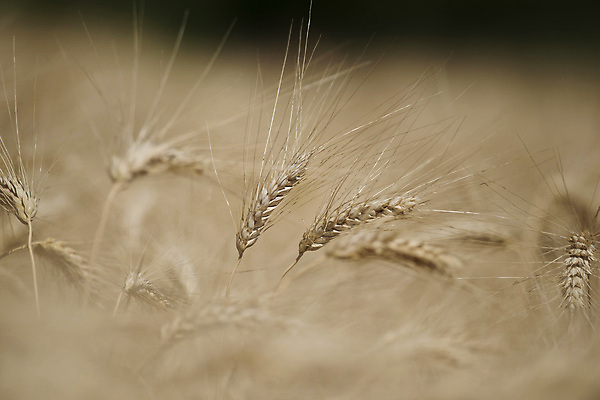 포토 JPG 해외이미지 계절 줄기 백그라운드 밭 옥수수 씨앗 풍경 사람없음 여름 노란색 이탈리아 수확 시골 낟알 시리얼 밀 질감 보리 귀 밀가루 스파이크 숙성 호밀 공급 해외202004 해외포토 식물 유럽 음식 컬러 농업 곡류 신체부위 가루 파일형식 이미지허브