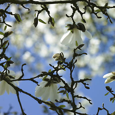 포토 JPG 해외이미지 주간 나무 식물 계절 공원 꽃잎 꽃 줄기 꽃다발 잎 꽃무늬 자연 하늘 엄마 발렌타인데이 사람없음 야외 초록색 파란색 컬러풀 환경 정원 보라색 봄 성장 벚꽃 흰색 나뭇가지 축하 신선 개화 다발 배열 가득함 집중 묘사 유기농 심플 목련 깊이 그리너리 해외202004 해외포토 자연요소 웰빙 공공시설 컬러 컨셉 무늬 가족 데이이벤트 생태계 파일형식 트랜드컬러 이미지허브