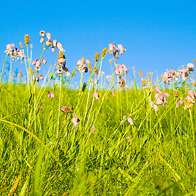 포토 JPG 해외이미지 식물 구름 계절 백그라운드 밭 자연 하늘 바람 날씨 파노라마 풍경 잔디 사람없음 야외 초록색 여름 파란색 빛 컬러풀 햇빛 농장 환경 정원 맑음 봄 활발 흰색 시골 신선 땅 밭일 생태학 수평선 해외202004 해외포토 자연요소 교육 컬러 컨셉 농업 촬영기법 태양 생태계 파일형식 이미지허브