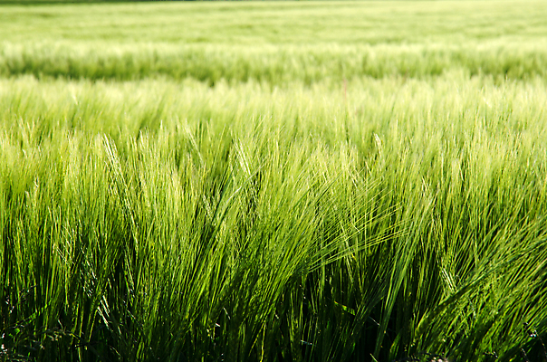 포토 JPG 해외이미지 식물 계절 백그라운드 잎 밭 농업 자연 추상 새로움 건강 옥수수 씨앗 사람없음 야외 초록색 여름 빛 농작물 농장 환경 화목 봄 수확 성장 시골 신선 밀 부드러움 내추럴 해외202004 해외포토 산업 컬러 컨셉 무늬 곡류 감각 생태계 파일형식 이미지허브
