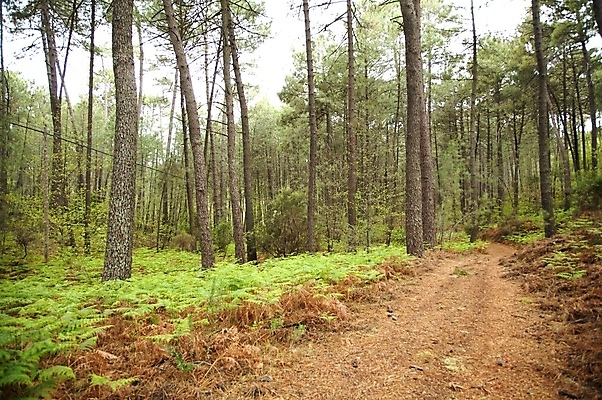 포토 JPG 해외이미지 나무 식물 유럽 도로 길 잎 겨울 자연 산 풍경 사람없음 초록색 갈색 가을 스페인 숲 방법 선로 양치류 해외202004 해외포토 계절 나라 컬러 교통시설 생태계 파일형식 이미지허브