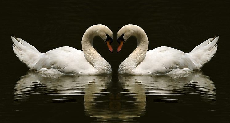 포토 JPG 해외이미지 주간 두마리 검은배경 사람없음 백조 해외202004 해외포토 자연요소 백그라운드 2 조류 검은색 파일형식 이미지허브