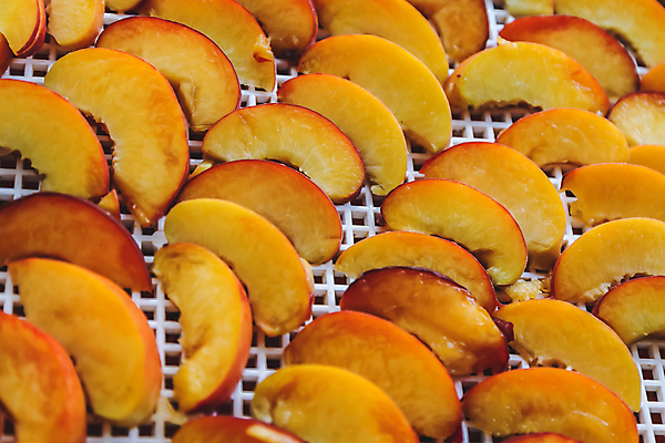 포토 JPG 해외이미지 스튜디오촬영 실내 사람없음 복숭아 건과일 건조기 해외202004 해외포토 과일 건조 내부 기계 파일형식 이미지허브