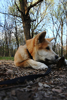 포토 JPG 해외이미지 동물 얼굴 신체 사람없음 반려동물 일본 힘 용기 자신감 개 강아지 위험 큼 근육질 고체 기르기 지능 힘찬 해외202004 해외포토 그릇 감정 아시아 컨셉 포유류 근육 신체부위 크기 몸매 돌봄 파일형식 이미지허브