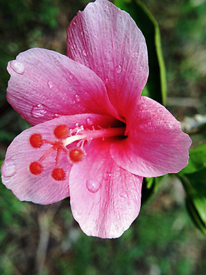 포토 JPG 해외이미지 식물 계절 공원 꽃 분홍색 백그라운드 잎 자연 사람없음 야외 장식 초록색 물 빛 컬러풀 정원 봄 벚꽃 물방울 신선 달콤 떨어짐 이슬 꽃가루 히비스커스 해외202004 해외포토 자연요소 공공시설 컬러 컨셉 맛 가루 생태계 파일형식 이미지허브