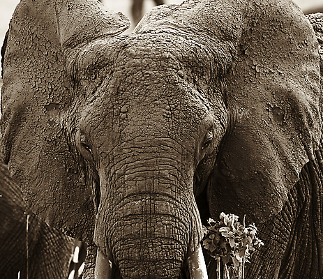 포토 JPG 해외이미지 동물 야생동물 밭 아프리카 자연 휴가 코끼리 따뜻함 국립공원 사람없음 뜨거움 사파리 케냐 세렝게티 탄자니아 해외202004 해외포토 공원 나라 농업 포유류 생태계 파일형식 이미지허브