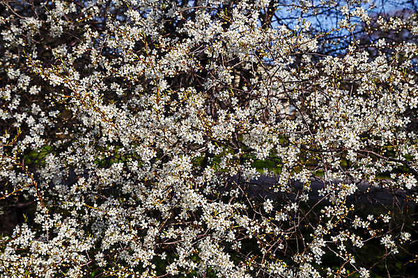 포토 JPG 해외이미지 나무 식물 계절 공원 꽃 백그라운드 꽃무늬 자연 추상 사람없음 정원 맑음 봄 벚꽃 흰색 나뭇가지 개화 체리 소프트포커스 4월 질감 보케 블러 해외202004 해외포토 공공시설 컬러 무늬 과일 날씨 촬영기법 날짜 생태계 파일형식 이미지허브