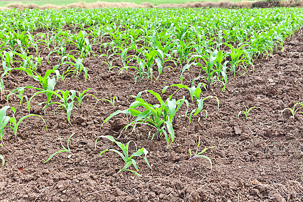 포토 JPG 해외이미지 식물 선 잎 밭 농업 채소 자연 옥수수 사람없음 야외 초록색 농작물 시골 경찰 인도인 귀 바이오 해외202004 해외포토 외국인 직업 산업 컬러 곡류 동양인 신체부위 생태계 파일형식 이미지허브