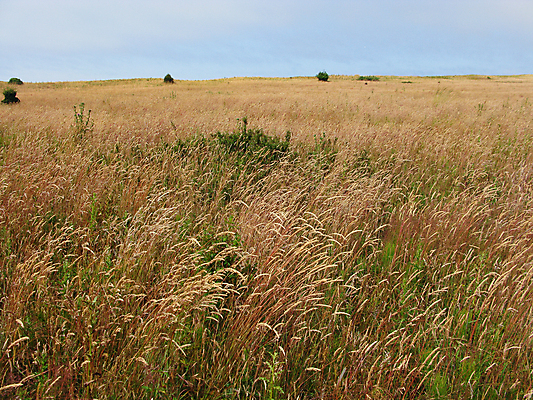 포토 JPG 해외이미지 식물 구름 계절 섬 백그라운드 밭 오렌지 자연 사람없음 야외 초록색 여름 햇빛 갈색 허브 장면 서식지 내추럴 광합성 해외202004 해외포토 자연요소 컬러 농업 과일 태양 생태계 파일형식 이미지허브