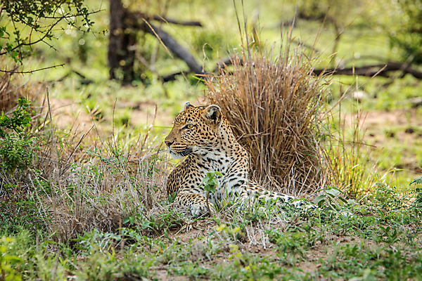 포토 JPG 해외이미지 동물 척추동물 응시 공원 야생동물 여행 포유류 아프리카 자연 친절 털 사람없음 야외 환경 고양이 힘 행성 운전 게임 황무지 보호 위험 큼 모피 심볼 사파리 속도 육식동물 사냥꾼 표범 내추럴 사바나 전국 해외202004 해외포토 직업 시선 공공시설 나라 컨셉 모션 놀이 반려동물 우주 크기 생태계 파일형식 이미지허브