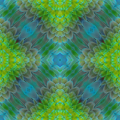 포토 JPG 해외이미지 동물 야생동물 백그라운드 패턴 날개 자연 조류 추상 사람없음 초록색 파란색 컬러풀 노란색 활발 황금 깃털 묘사 질감 앵무새 해외202004 해외포토 컬러 컨셉 무늬 생태계 파일형식 이미지허브