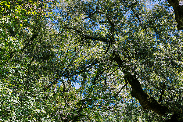 포토 JPG 해외이미지 나무 식물 계절 백그라운드 잎 오렌지 자연 풍경 사람없음 야외 빨간색 빛 컬러풀 햇빛 노란색 가을 황금 숲 10월 내추럴 해외202004 해외포토 컬러 과일 태양 날짜 생태계 파일형식 이미지허브