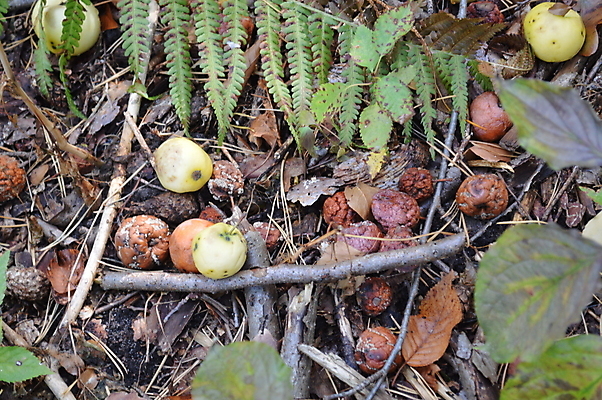포토 JPG 해외이미지 음식 백그라운드 채소 과일 자연 사람없음 초록색 갈색 노란색 정원 검은색 손상 껍질 벌레 쓰레기 폐기물 유기농 질감 날것 악취 낭비 내추럴 기생충 썩음 해외202004 해외포토 웰빙 컬러 곤충 컨셉 바이러스 생태계 냄새 파일형식 이미지허브