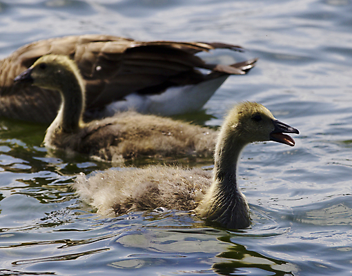 포토 JPG 해외이미지 동물 응시 호수 야생동물 백그라운드 캐나다 조류 병아리 사람없음 갈색 노란색 검은색 수영 놀람 회색 먹기 심볼 그림 시력 거위 바둑 고립 전국 해외202004 해외포토 시선 감정 컬러 북아메리카 모션 놀이 표정 수상스포츠 파일형식 이미지허브