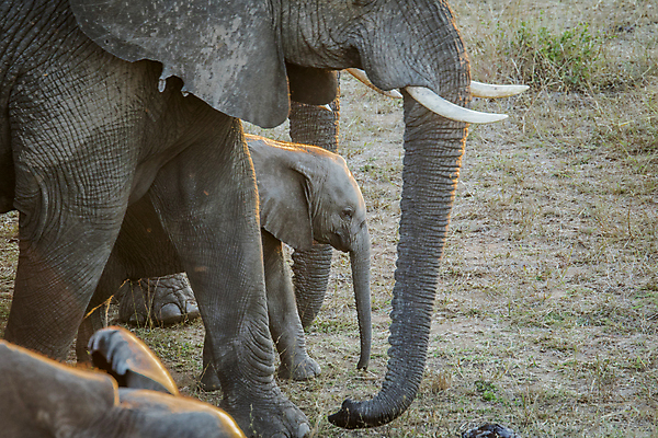 포토 JPG 해외이미지 동물 야생동물 포유류 아프리카 자연 코끼리 사람없음 보호 사파리 멸종 남아프리카 해외202004 해외포토 나라 컨셉 생태계 파일형식 이미지허브
