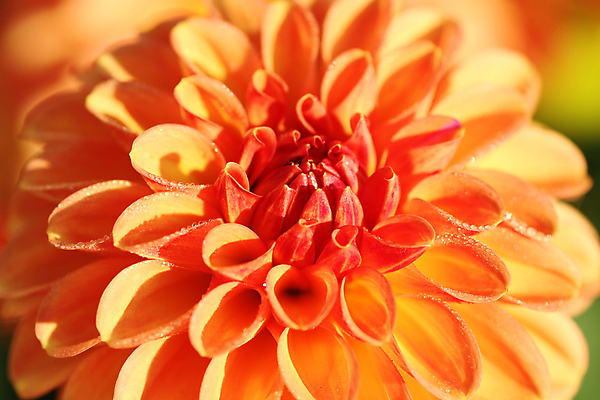 포토 JPG 해외이미지 식물 꽃잎 꽃 오렌지 아침 사람없음 햇빛 정원 물방울 개화 닫기 이슬 달리아 해외202004 해외포토 주간 과일 모션 태양 파일형식 이미지허브