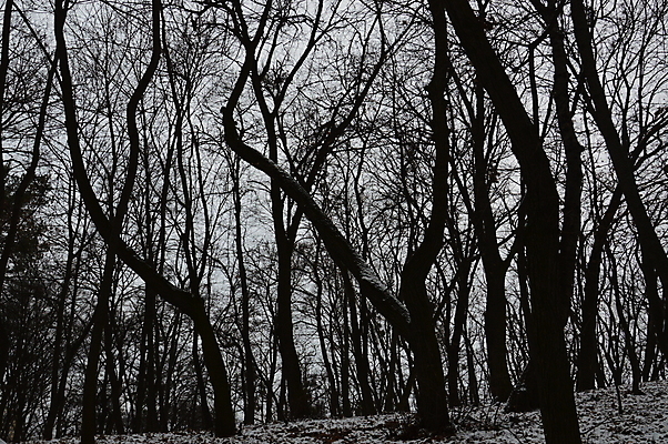 포토 JPG 해외이미지 나무 식물 계절 공원 백그라운드 잎 겨울 자연 날씨 풍경 사람없음 야외 컬러풀 정원 얼음 추위 가을 흰색 신선 숲 12월 질감 서리 내추럴 해외202004 해외포토 자연요소 공공시설 컬러 날짜 생태계 파일형식 이미지허브