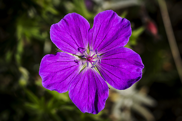 포토 JPG 해외이미지 식물 1 계절 꽃잎 꽃 줄기 분홍색 백그라운드 꽃무늬 자연 사람없음 장식 초록색 빛 컬러풀 정원 보라색 봄 벚꽃 신선 개화 닫기 제비꽃 싱글 원예 보케 라일락 내추럴 해외202004 해외포토 컬러 무늬 모션 취미 생태계 파일형식 이미지허브