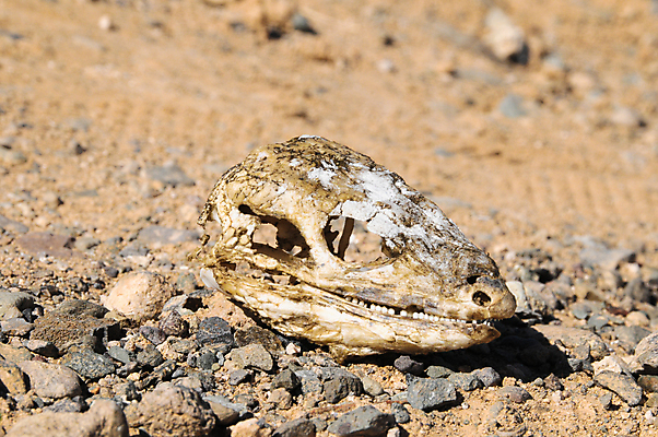 포토 JPG 해외이미지 과학 파충류 뼈 골격 사람없음 공룡 도마뱀 화석 고생물 고립 해골모형 해외202004 해외포토 동물 생물 모형 파일형식 이미지허브