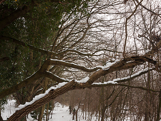 포토 JPG 해외이미지 나무 계절 공원 도로 길 여행 백그라운드 크리스마스 겨울 자국 자연 날씨 풍경 사람없음 야외 목재 햇빛 환경 냉동 얼음 추위 흰색 나뭇가지 시골 숲 오솔길 12월 서리 장면 내추럴 방법 삼림지대 폭설 눈내림 해외202004 해외포토 자연요소 식물 공공시설 기념일 컬러 재료 교통시설 눈_날씨 태양 날짜 자연재해 생태계 파일형식 이미지허브