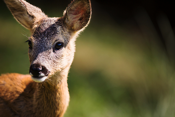 포토 JPG 해외이미지 동물 야생동물 사슴 전등 사람없음 목재 청춘 가을 게임 밀 바퀴자국 트로피 사냥 귀 추적 동물상 옛날 솔깃 해외202004 해외포토 나무 계절 컨셉 재료 포유류 자국 모션 놀이 조명 곡류 신체부위 조형물 상_우승 파일형식 이미지허브
