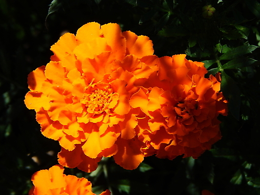 포토 JPG 해외이미지 식물 꽃 백그라운드 꽃무늬 오렌지 자연 해바라기 사람없음 초록색 여름 노란색 정원 봄 벚꽃 닫기 내추럴 해외202004 해외포토 계절 컬러 무늬 과일 모션 생태계 파일형식 이미지허브