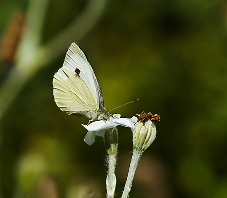 포토 JPG 해외이미지 계절 꽃 야생동물 나비 곤충 자연 사람없음 여름 장미 손상 흰색 큼 양배추 7월 해외202004 해외포토 식물 동물 컬러 컨셉 채소 날짜 크기 생태계 파일형식 이미지허브