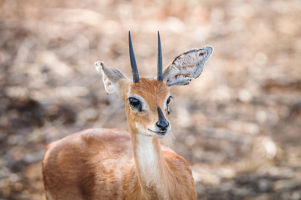 포토 JPG 해외이미지 동물 공원 야생동물 여행 포유류 아프리카 자연 초식동물 사슴 뿔 사람없음 야외 머리 환경 게임 황무지 보호 사파리 영양 남쪽 내추럴 가젤 남아프리카 동물상 생태학 전국 해외202004 해외포토 공공시설 교육 나라 컨셉 놀이 신체부위 조형물 방향 생태계 파일형식 이미지허브
