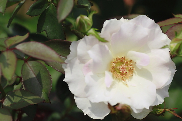 포토 JPG 해외이미지 식물 꽃 백그라운드 잎 꽃무늬 자연 사람없음 야외 빨간색 초록색 여름 빛 장미 정원 봄 벚꽃 신선 개화 소프트포커스 원예 꽃가루 내추럴 해외202004 해외포토 계절 컬러 무늬 촬영기법 취미 가루 생태계 파일형식 이미지허브