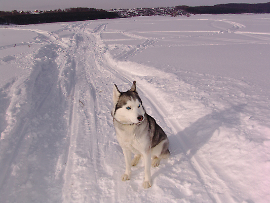 포토 JPG 해외이미지 동물 척추동물 1 얼굴 스포츠 백그라운드 겨울 포유류 모션 자연 털 사람없음 야외 파란색 반려동물 머리 우정 추위 흰색 개 혀 북극 코 온도 송곳니 기르기 테마 해외202004 해외포토 계절 컬러 신체부위 친구 입 치아 극지방 생태계 돌봄 파일형식 이미지허브