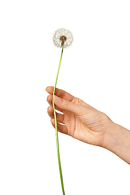 포토 JPG 해외이미지 식물 손 꽃 줄기 손가락 자연 바람 휴식 씨앗 사람 사람없음 공중 초록색 여름 빛 머리 침묵 봄 자유 성장 벚꽃 흰색 자녀 시골 잡기 수분 민들레 불기 허브 오브젝트 생물학 부드러움 소원 솜털 여의주 타격 해외202004 해외포토 자연요소 계절 교육 컬러 컨셉 모션 날씨 신체부위 소리 감각 생태계 파일형식 이미지허브