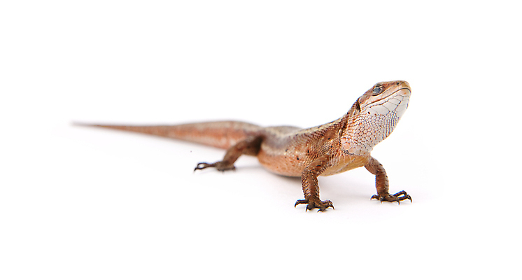 포토 JPG 해외이미지 동물 척추동물 야생동물 파충류 자연 사람없음 반려동물 흰색 눈금 꼬리 도마뱀 고립 집게발 해외202004 해외포토 컬러 생태계 파일형식 이미지허브