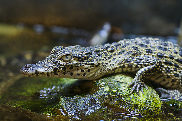 포토 JPG 해외이미지 파충류 동물원 사람없음 물 환경 아기 생태계 육식동물 악어 주둥이 서식지 나쁜 해외202004 해외포토 자연요소 동물 사람 파일형식 이미지허브
