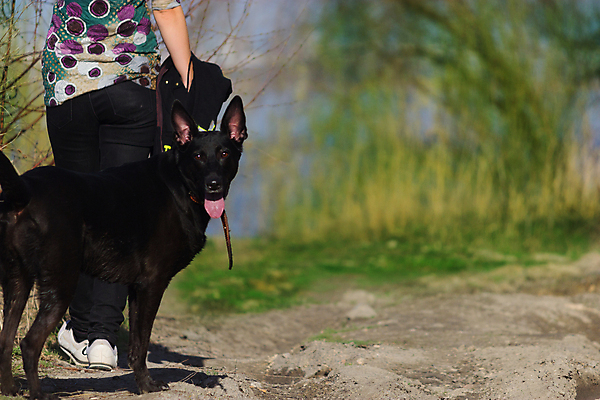 포토 JPG 해외이미지 동물 라이프스타일 커플 공원 여자 행복 모래 섬 포옹 자연 놀이 휴가 함께함 사랑 미소 사람 성인 사람없음 야외 초록색 여름 반려동물 검은색 우정 기쁨 닫기 개 휴양지 잭 해외202004 해외포토 계절 공공시설 감정 컬러 컨셉 포유류 관계 안기 모션 표정 생활 친구 장소 생태계 파일형식 이미지허브