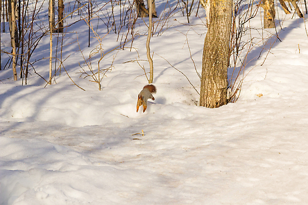 포토 JPG 해외이미지 나무 동물 1 공원 야생동물 자연 털 사람없음 야외 빨간색 갈색 회색 견과류 설치류 숲 꼬리 다람쥐 솜털 해외202004 해외포토 식물 공공시설 컬러 생태계 파일형식 이미지허브