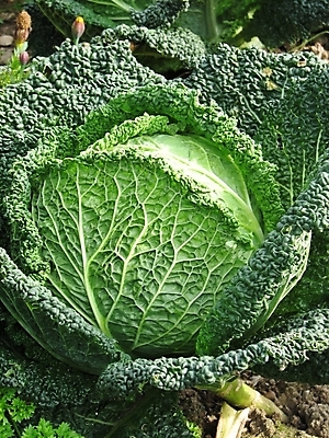 포토 JPG 해외이미지 음식 농업 채소 사람없음 초록색 정원 수확 양배추 숙성 해외202004 해외포토 산업 컬러 파일형식 이미지허브