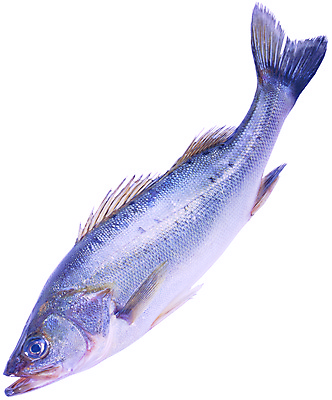 포토 JPG 해외이미지 동물 라이프스타일 산업 선 음식 스포츠 바다 여행 자연 낚시 휴가 건강 어류 사람없음 가로 물 파란색 맑음 장비 게임 흰색 신선 잡기 보트 시장 닫기 은색 큼 시원함 지중해 참치 해산물 날것 지느러미 내추럴 고립 소금물 해외202004 해외포토 자연요소 컬러 배_교통 모션 놀이 레저 날씨 생활 수중동물 크기 생태계 파일형식 이미지허브