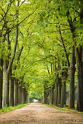포토 JPG 해외이미지 나무 공원 도로 여행 백그라운드 잎 자연 풍경 사람없음 야외 여름 봄 고속도로 숲 더블 소멸 해외202004 해외포토 식물 계절 공공시설 길 교통시설 생태계 파일형식 이미지허브
