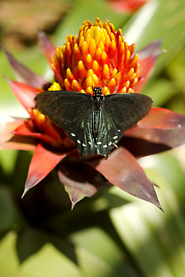 포토 JPG 해외이미지 식물 동물 디자인 꽃 야생동물 곤충 잎 날개 오렌지 전구 자연 뿔 파노라마 종류 사람없음 야외 가로 컬러풀 노란색 정원 성장 우아함 닫기 카네이션 데이지 날카로움 서식지 나방 단아함 수유 취급주의 해외202004 해외포토 컬러 컨셉 과일 모션 촬영기법 경고 생태계 파일형식 이미지허브