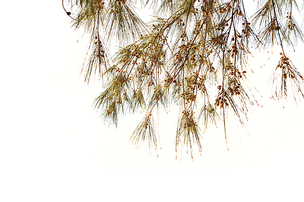 포토 JPG 해외이미지 나무 식물 백그라운드 잎 자연 사람없음 야외 초록색 여름 우주 환경 봄 성장 흰색 나뭇가지 보호 숲 고립 떠남 해외202004 해외포토 계절 컬러 컨셉 모션 생태계 파일형식 이미지허브