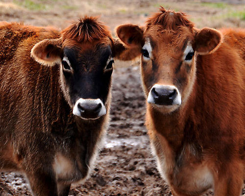 포토 JPG 해외이미지 동물 커플 백그라운드 농업 자연 엄마 육류 스테이크 비프스테이크 풍경 사람없음 야외 농장 가축 목장 시골 소 주식 유기농 황소 기르기 바이오 밭일 해외202004 해외포토 웰빙 산업 식재료 포유류 가족 관계 서양음식 금융 소고기 생태계 돌봄 파일형식 이미지허브
