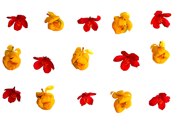 포토 JPG 해외이미지 식물 계절 꽃잎 꽃 줄기 분홍색 꽃다발 백그라운드 오렌지 자연 해바라기 발렌타인데이 3 사랑 사람없음 빨간색 여름 파란색 장미 노란색 정원 보라색 봄 가을 흰색 오픈 신용카드 묘사 오브젝트 베트남 꽃가루 모음 라일락 고립 넘어짐 캐모마일 해외202004 해외포토 감정 컬러 과일 모션 데이이벤트 금융 동남아시아 가루 허브 생태계 파일형식 이미지허브