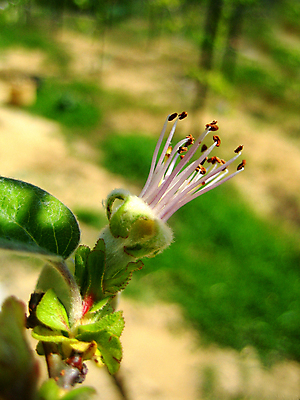 포토 JPG 해외이미지 식물 꽃잎 꽃 길 줄기 백그라운드 잎 꽃무늬 오렌지 자연 발렌타인데이 선물 사람없음 초록색 여름 장미 정원 벚꽃 흰색 신선 오픈 자르기 심볼 싱글 진홍색 내추럴 고립 해외202004 해외포토 계절 컬러 무늬 과일 모션 데이이벤트 빨간색 생태계 파일형식 이미지허브