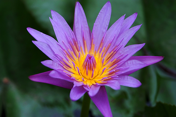 포토 JPG 해외이미지 식물 꽃잎 꽃 아시아 선 백그라운드 꽃무늬 패턴 태국 자연 연꽃 사람없음 야외 물 컬러풀 보라색 봄 벚꽃 개화 우아함 닫기 백합 홍수 묘사 싱글 내추럴 이국적 해외202004 해외포토 자연요소 계절 나라 컬러 컨셉 무늬 모션 자연재해 생태계 파일형식 이미지허브