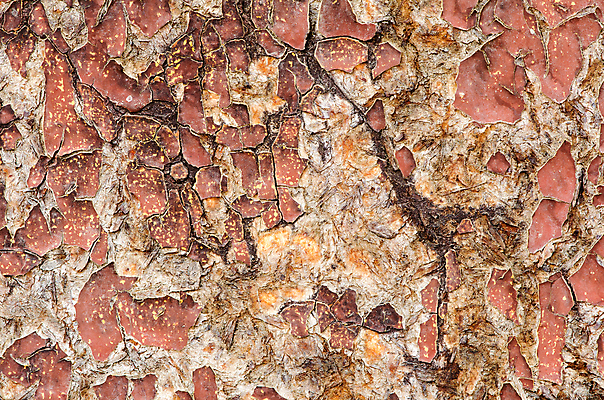 포토 JPG 해외이미지 디자인 벽 백그라운드 패턴 자연 벽지 표면 날씨 추상 바닥 주택 프레임 건조 미술 사람없음 목재 초록색 울타리 검은색 페인트 수확 골동품 시골 붓 판넬 거친 그리기 널 사인 질감 복고 스크래치 내추럴 그런지 수목 옛날 스타일 해외202004 해외포토 나무 컬러 무늬 농업 재료 모션 문화예술 건물 담장 생태계 파일형식 이미지허브