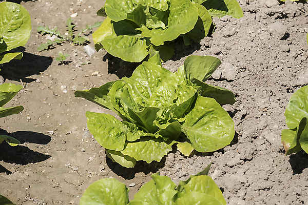포토 JPG 해외이미지 식물 산업 문화 음식 잎 밭 농업 채소 자연 건강 사람없음 초록색 농작물 농장 정원 샐러드 수확 성장 시골 신선 시장 상추 과수원 땅 유기농 원예 채식 거름 밭일 생태학 숙성 온실 줄서기 채식주의자 로메인상추 해외202004 해외포토 웰빙 교육 컬러 모션 취미 생태계 파일형식 이미지허브