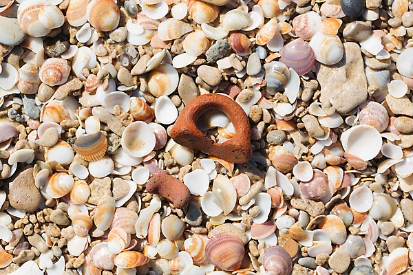 포토 JPG 해외이미지 디자인 바다 백그라운드 자연 추상 조개 연체동물 사람없음 물 여름 세트 컬러풀 환경 수중 껍질 신선 그룹 수집 질감 내추럴 해외202004 해외포토 자연요소 계절 컬러 무늬 어패류 무척추동물 생태계 파일형식 이미지허브