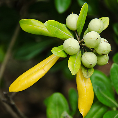 포토 JPG 해외이미지 식물 공원 잎 과일 씨앗 사람없음 초록색 여름 노란색 정원 가을 9월 진달래 묘사 해외202004 해외포토 계절 공공시설 꽃 컬러 날짜 파일형식 이미지허브